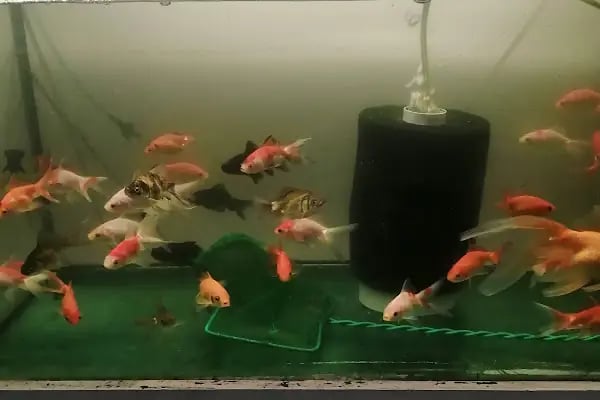 Neşeli Pet Shop - Resim 13