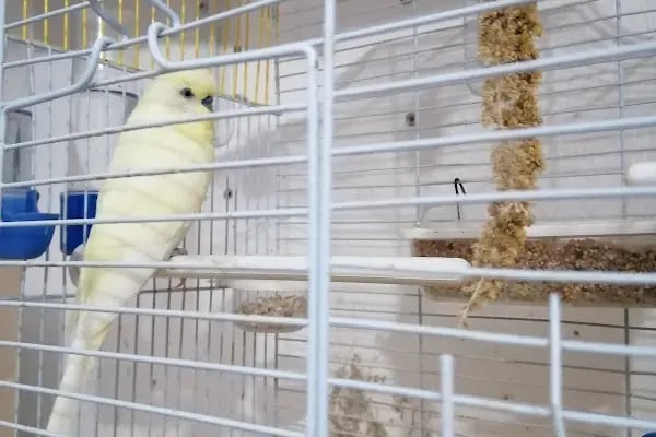 Neşeli Pet Shop - Resim 3
