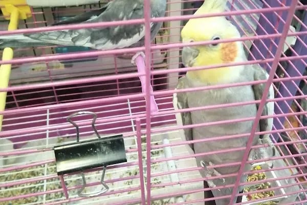 Neşeli Pet Shop - Resim 15