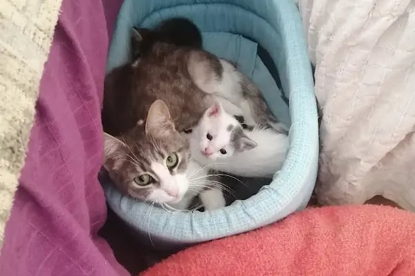 Neşeli Pet Shop - Resim 8