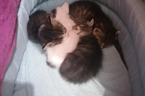 Neşeli Pet Shop - Resim 18