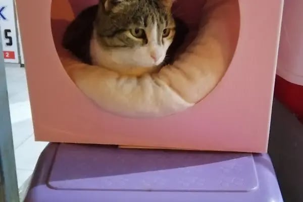 Neşeli Pet Shop - Resim 16