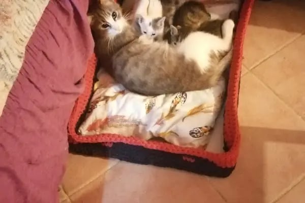 Neşeli Pet Shop - Resim 11