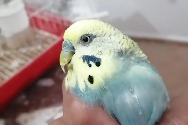 Neşeli Pet Shop - Resim 9