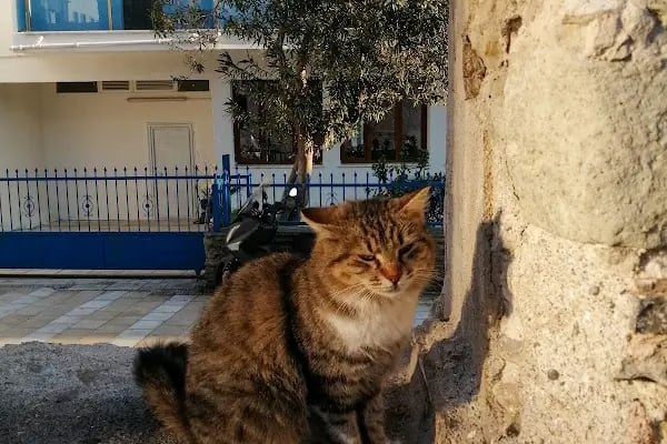 Aya Nikola Kilisesi - Resim 16