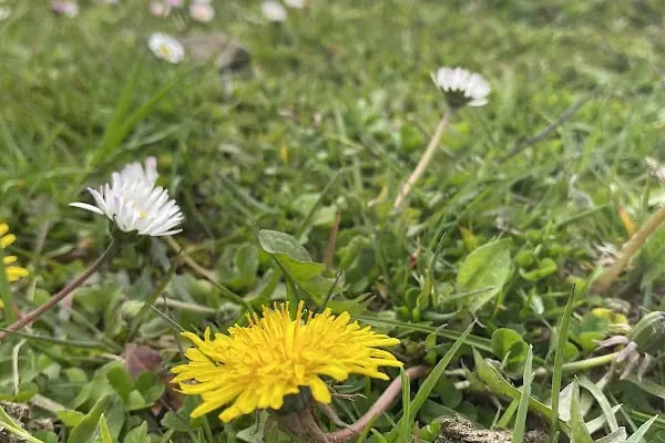 hıdırnebi yayla konaklama - Resim 19