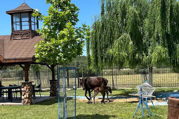 Hepad Terk Edilmişlerin Pati Bahçesi - Resim 11
