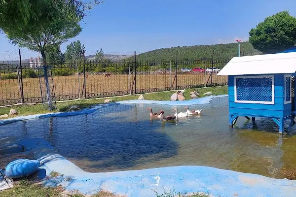 Hepad Terk Edilmişlerin Pati Bahçesi - Resim 14