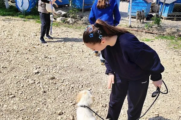 Hepad Terk Edilmişlerin Pati Bahçesi - Resim 4