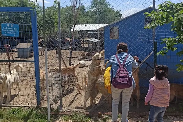 Hepad Terk Edilmişlerin Pati Bahçesi - Resim 15
