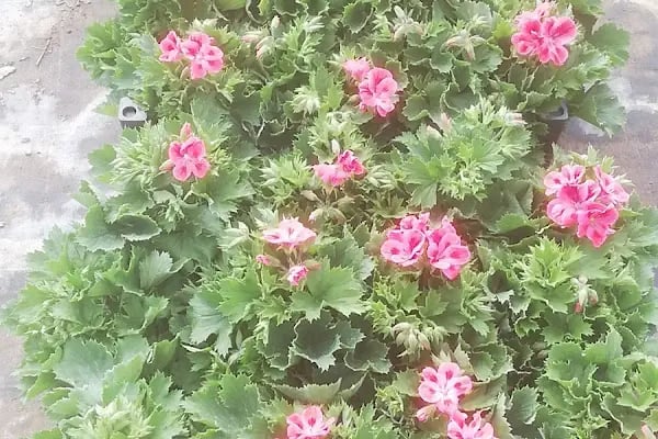 Işık çiçekçilik ve Peyzaj Elifli şubesi - Resim 5