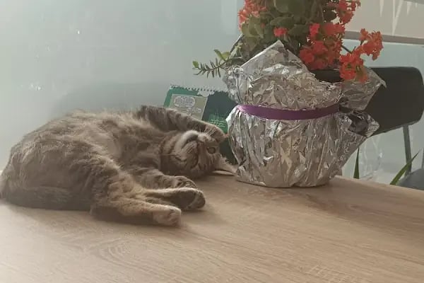 Akpınar Veteriner Kliniği - Resim 2