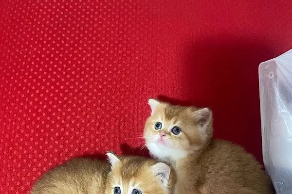 Antalya 07 PetShop - Resim 5