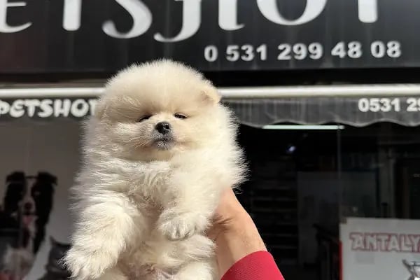 Antalya 07 PetShop - Resim 9