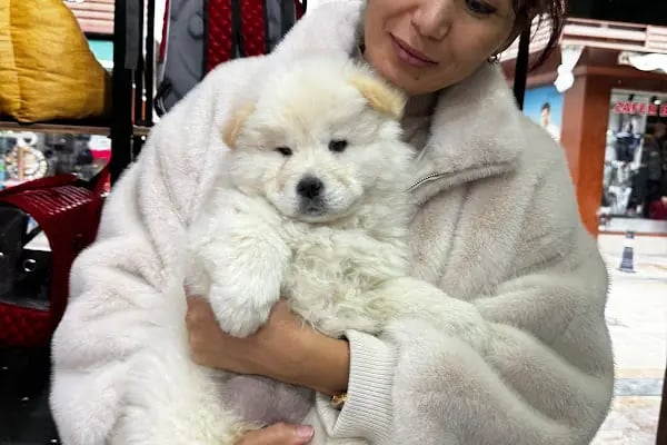 Antalya 07 PetShop - Resim 11