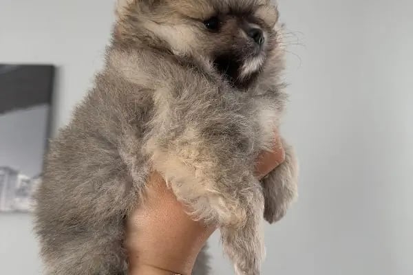 Antalya 07 PetShop - Resim 12