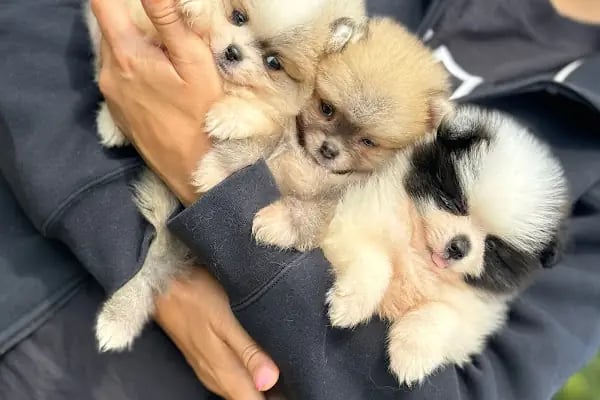 Antalya 07 PetShop - Resim 18