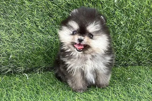 Antalya 07 PetShop - Resim 10