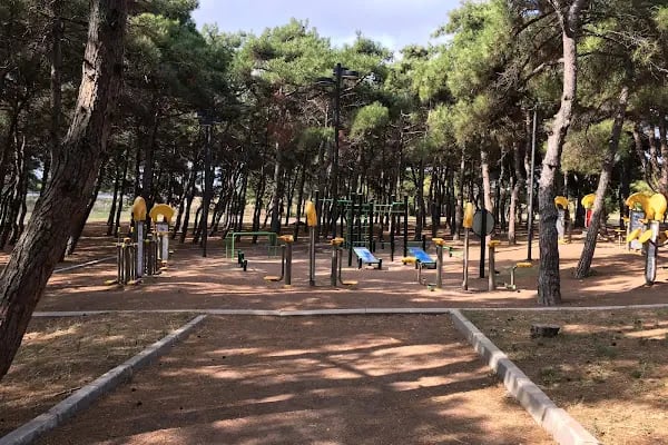 General Balcı Çamlığı - Resim 1
