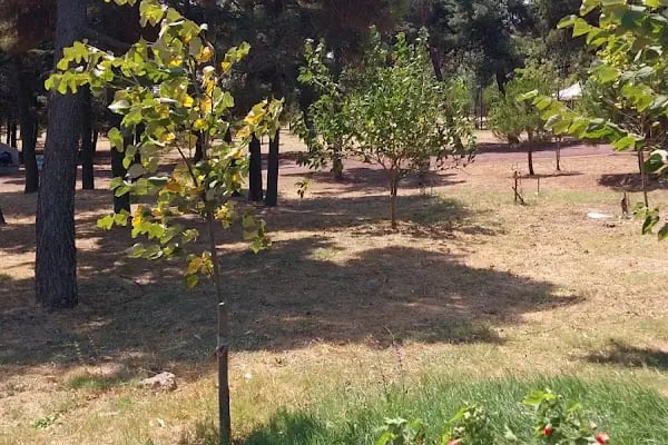 General Balcı Çamlığı - Resim 19