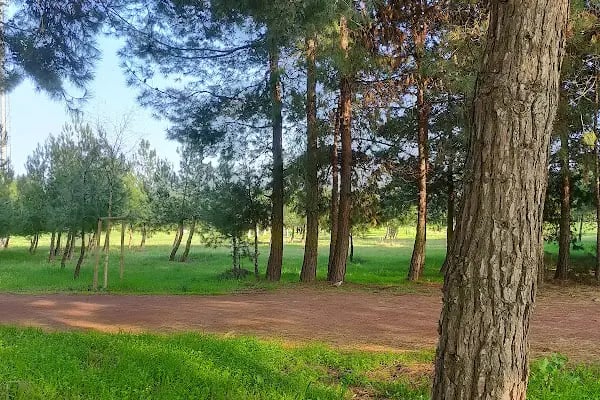 General Balcı Çamlığı - Resim 17