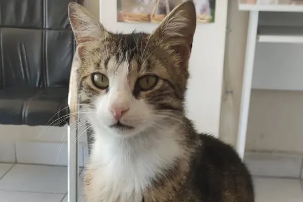 BÖRÜ Veteriner Kliniği - Resim 2