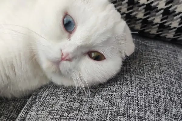 BÖRÜ Veteriner Kliniği - Resim 4