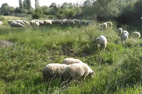 Altunkalem Parkı - Resim 11