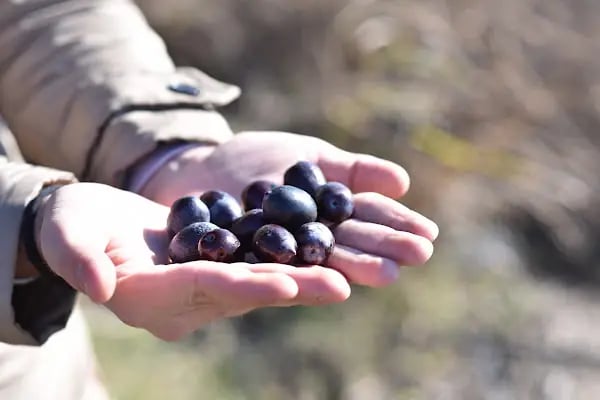 Niz Nazilli İncir Tarım Ürünleri Dried Figs Agricultural Products - Resim 19