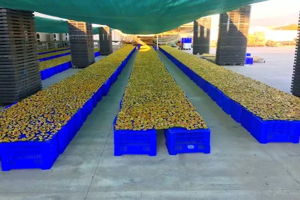 Niz Nazilli İncir Tarım Ürünleri Dried Figs Agricultural Products - Resim 8