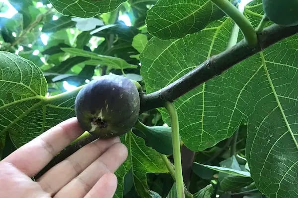 Niz Nazilli İncir Tarım Ürünleri Dried Figs Agricultural Products - Resim 4