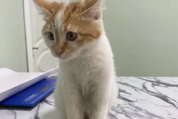 Canvet Veteriner Kliniği - Resim 2
