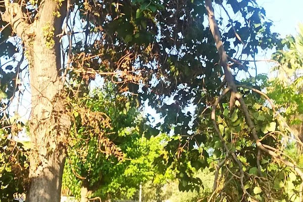 İzmir Büyükşehir Belediyesi M. Yüce Sonkurt Parkı - Resim 13