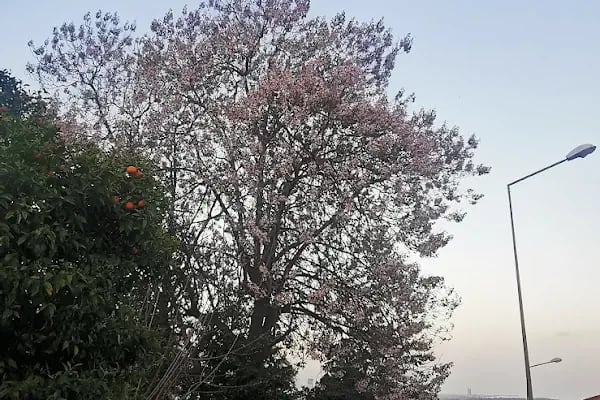 İzmir Büyükşehir Belediyesi M. Yüce Sonkurt Parkı - Resim 6