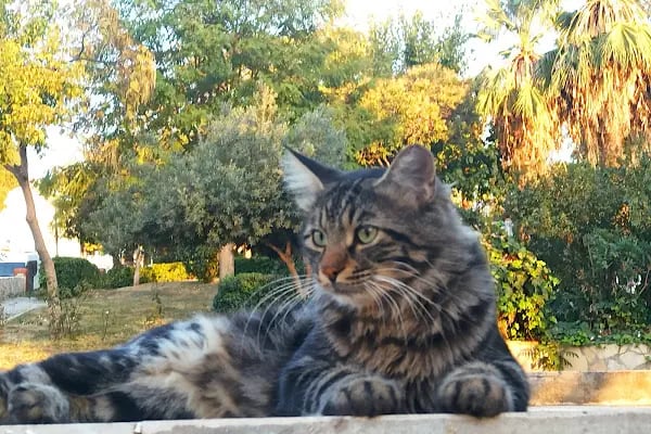 İzmir Büyükşehir Belediyesi M. Yüce Sonkurt Parkı - Resim 5
