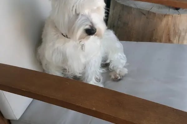 Pet Bursa - Resim 10