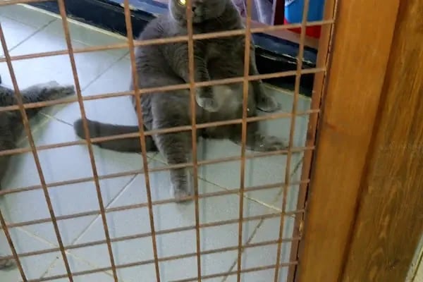 Pet Bursa - Resim 4