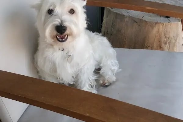 Pet Bursa - Resim 3