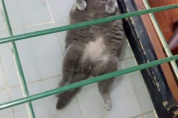 Pet Bursa - Resim 14
