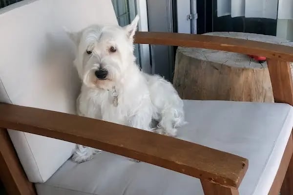 Pet Bursa - Resim 12