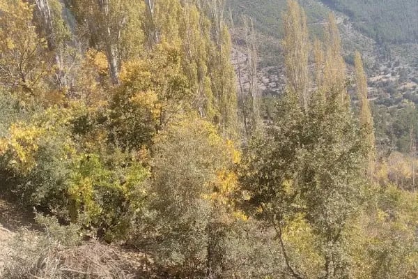 Çukurabanoz Köyü Muhtarlığı BEKİR GÜCÜK - Resim 11