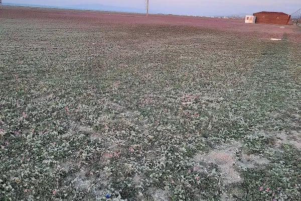 Yeniköy Boğaz (bayramdere) Kamp Alanı Günlük kiralık Kamp Çadırı - Resim 19