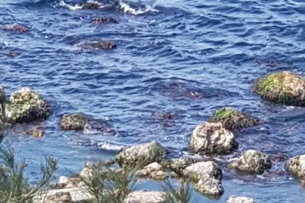 Burgazadası Aya Nikola Çay Bahçesi - Resim 19