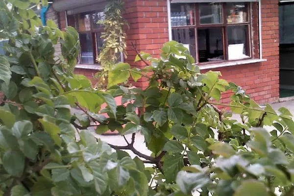 GÜZELYALI MANAVLAR SPOR KOMPLEKSİ - Resim 16