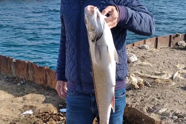 Nato Limanı Tekirdağ - Resim 4