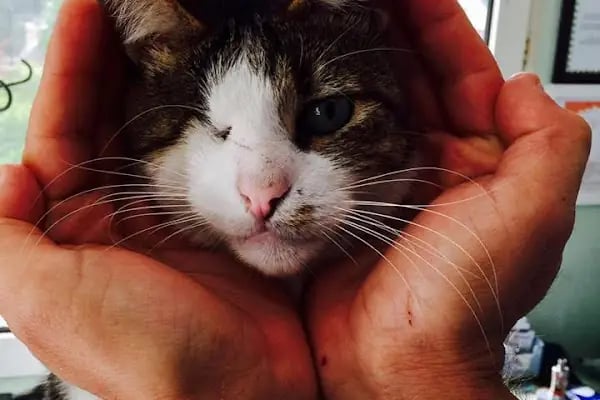 Dost Veteriner Kliniği 7/24 Bahcelievler Acil Veteriner - Resim 2