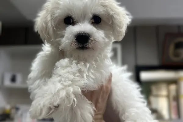 Dost Veteriner Kliniği 7/24 Bahcelievler Acil Veteriner - Resim 19
