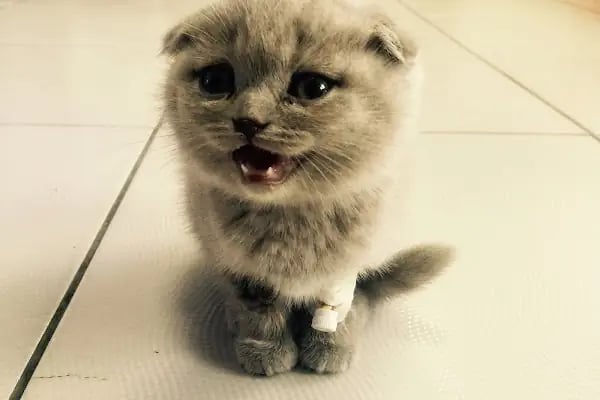 Dost Veteriner Kliniği 7/24 Bahcelievler Acil Veteriner - Resim 4