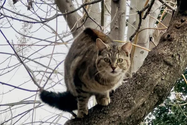 Dost Veteriner Kliniği 7/24 Bahcelievler Acil Veteriner - Resim 12