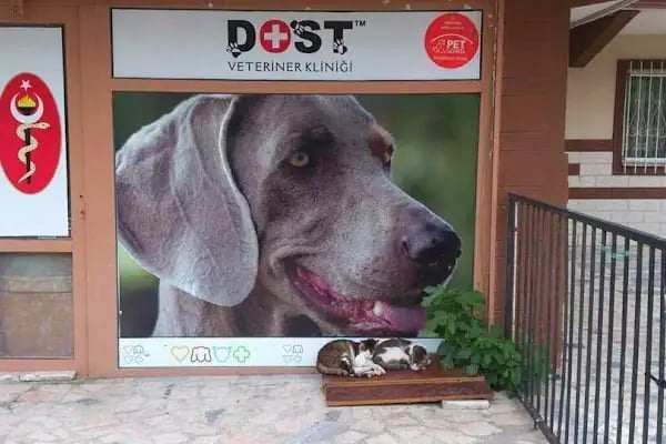 Dost Veteriner Kliniği 7/24 Bahcelievler Acil Veteriner - Resim 9